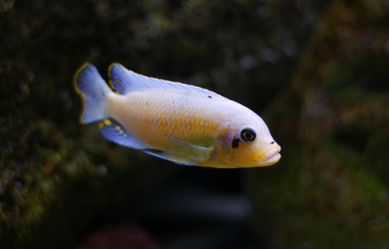 Maylandia zebra 'Nkhungu Reef'